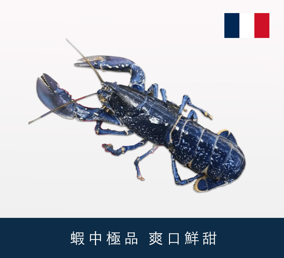 法國活藍龍蝦 1lb